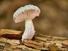 Habitus
