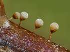 Habitus