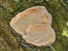 Habitus