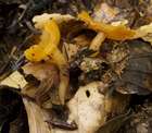 Habitus