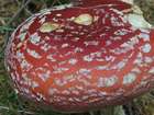 Habitus