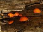 Habitus